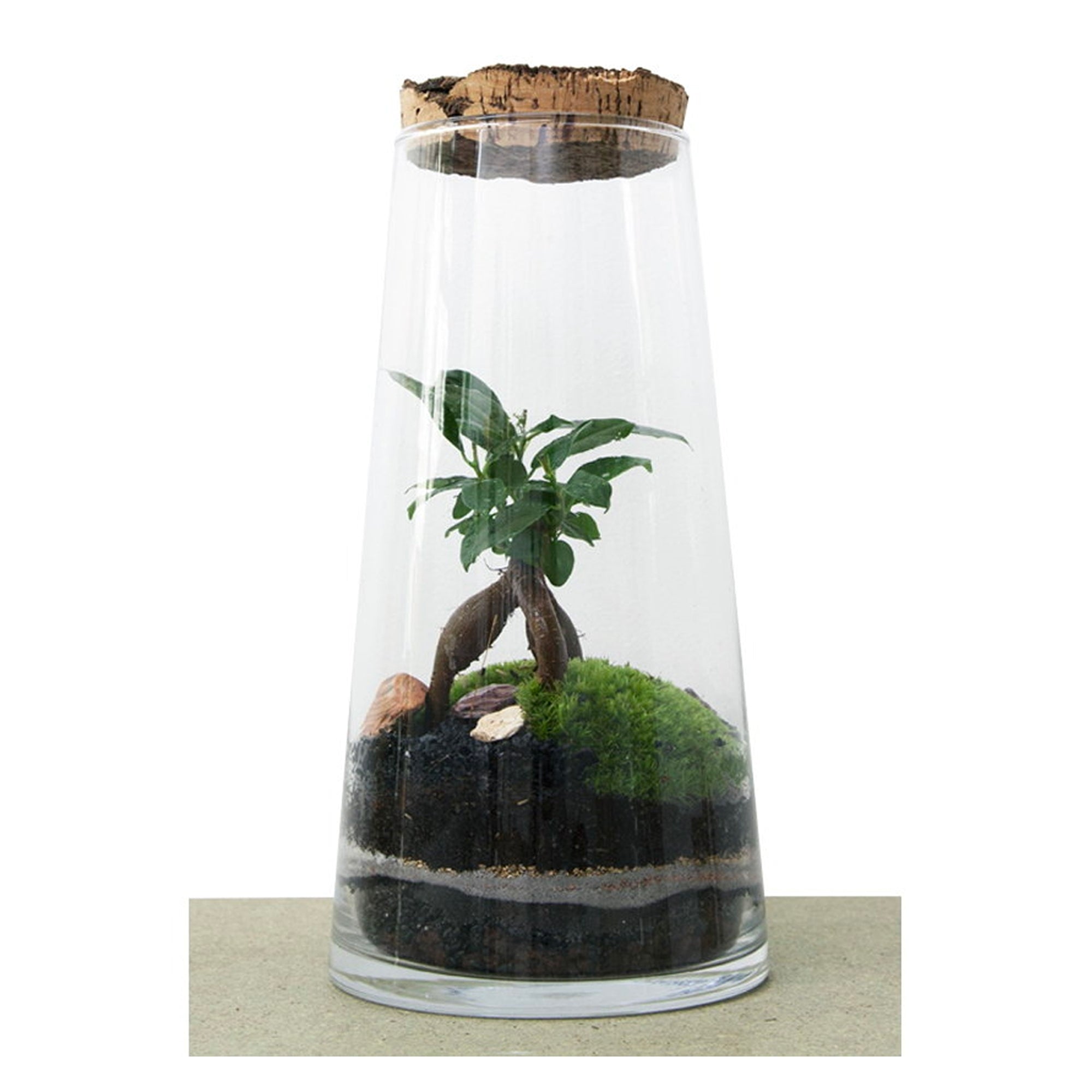 Green Factory Forest High Ficus