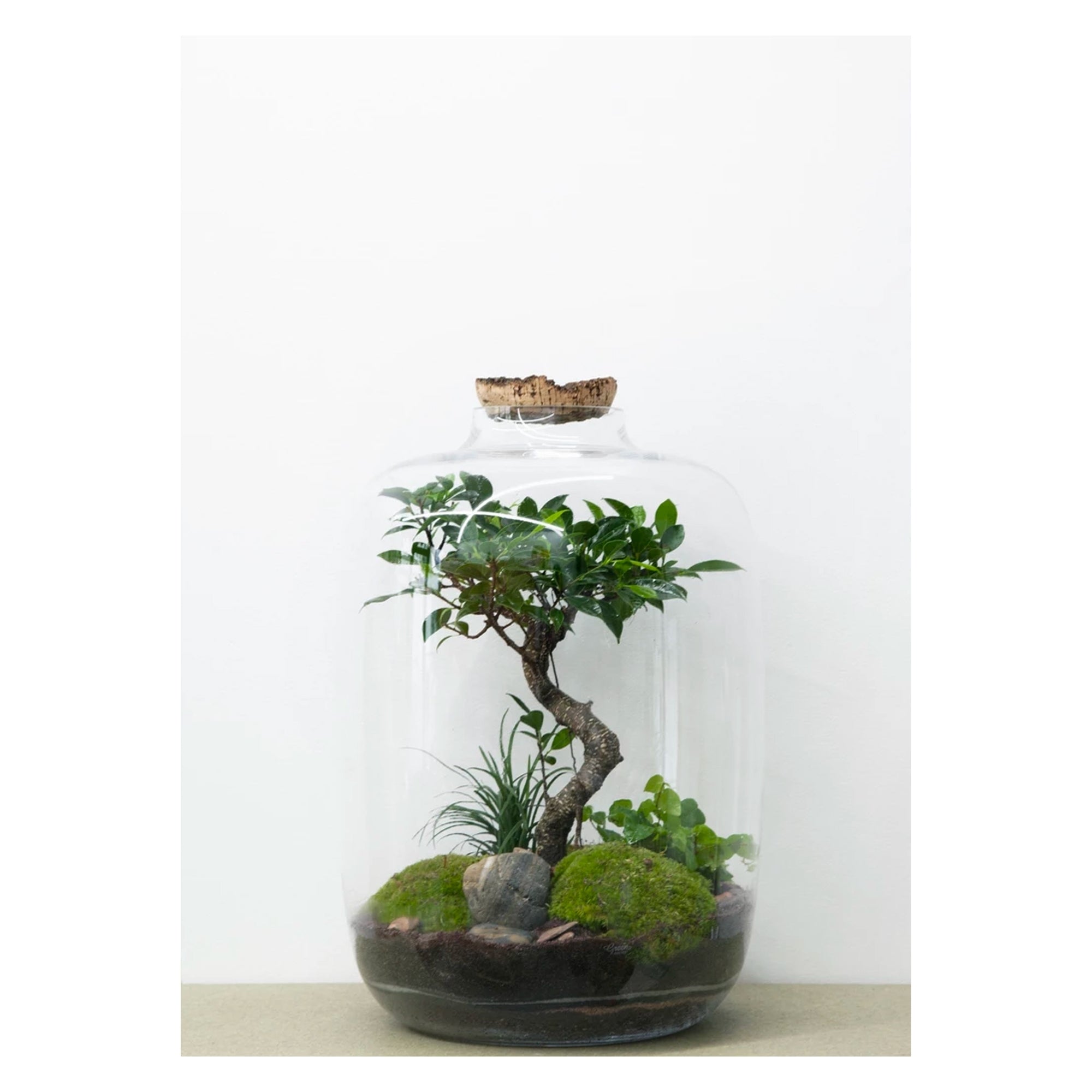 Green Factory Forest XL Ficus
